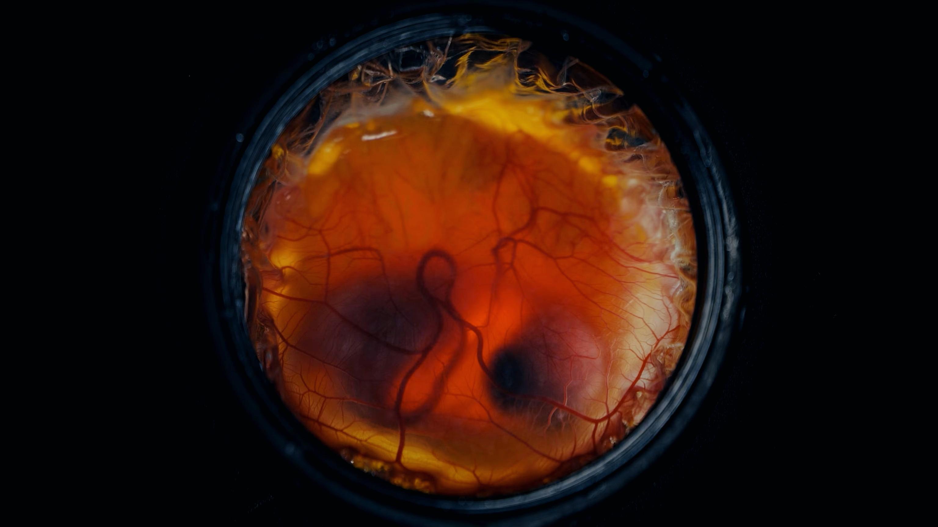 Unveiling the Future of Embryo Engineering and De-Extinction