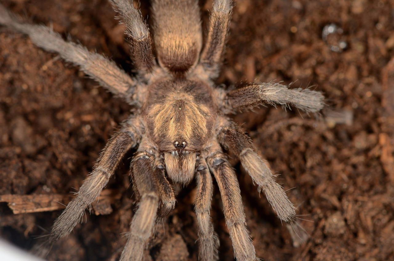 In a groundbreaking discovery that bridges history, biology, and international research, a rare tarantula species found near Bafa Lake, Turkey, has finally entered the scientific record.