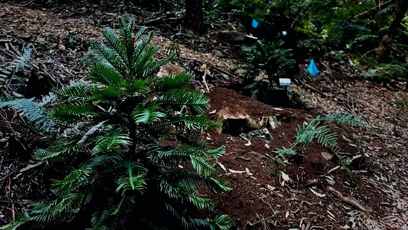 Unveiling the mystery: How was the Wollemi pine rediscovered?